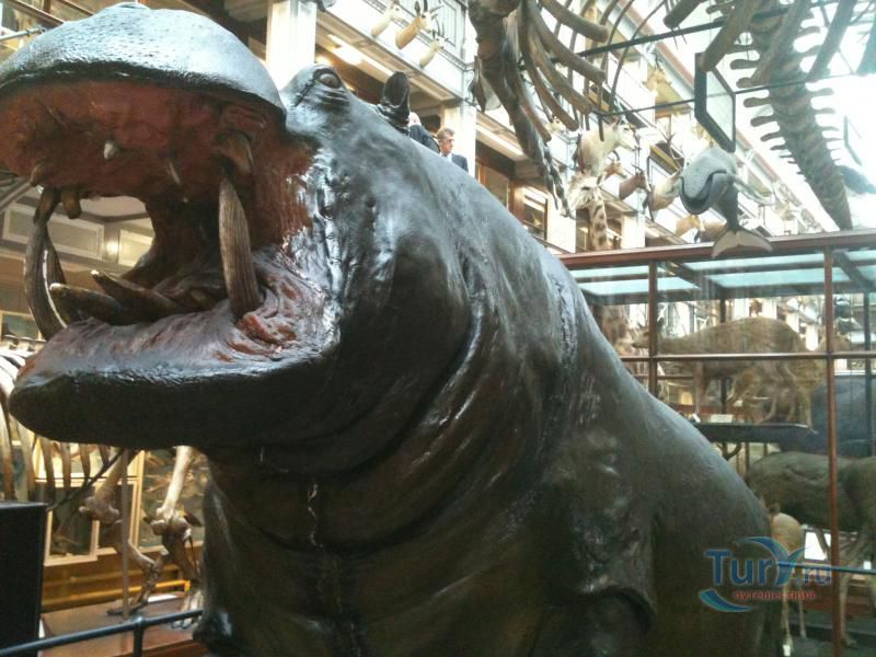 Музей Истории Естествознания