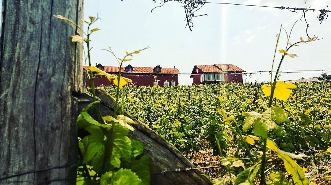 Винодельня Джурджич