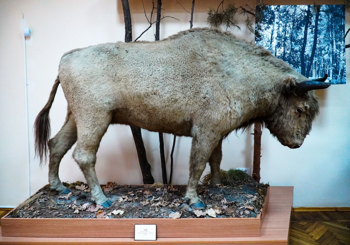 Житомирский музей природы