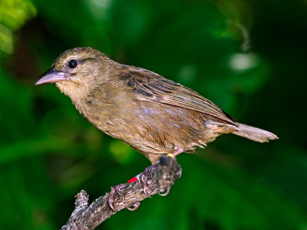 Остров Кузин