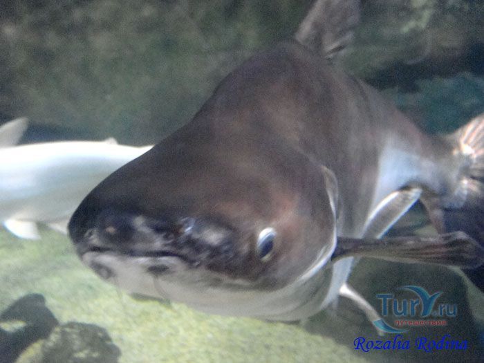 Океанариум ПОДВОДНЫЙ МИР на острове Лангкави