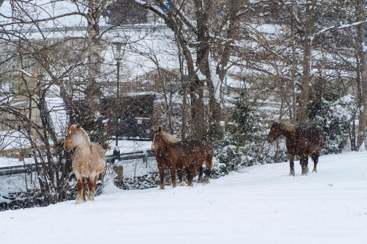 Ла-Кортинада