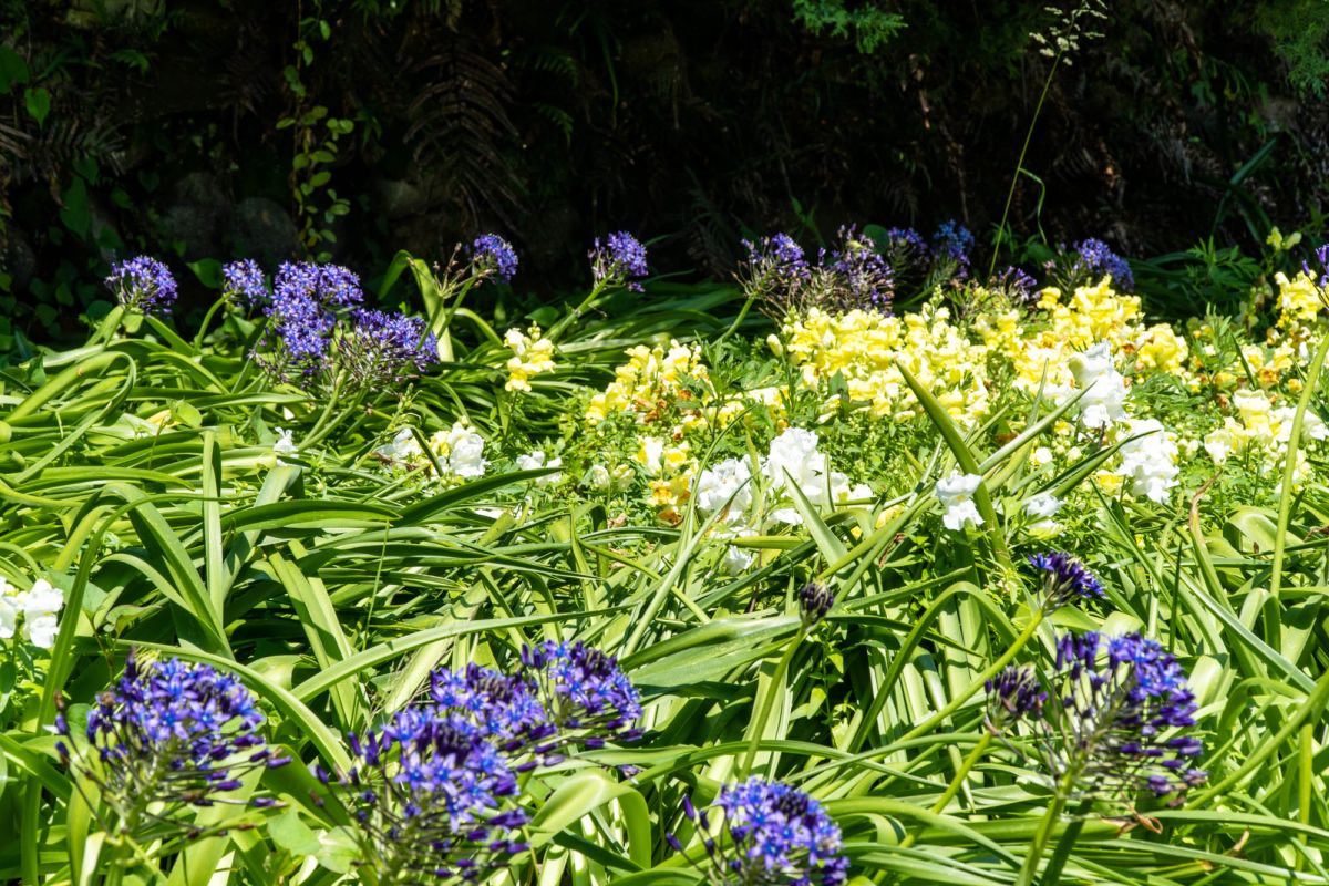 Батумский ботанический сад