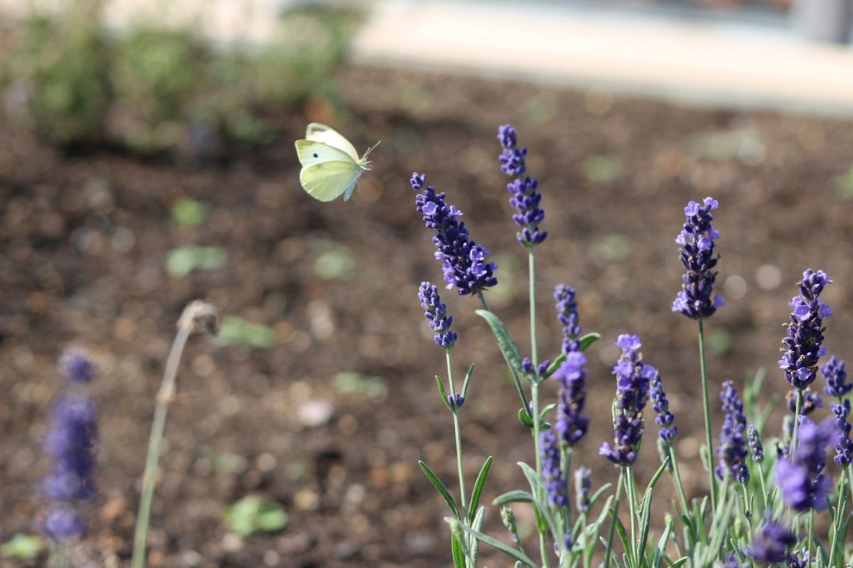 Панорамная терраса с садом на крыше Национального музея земледелия