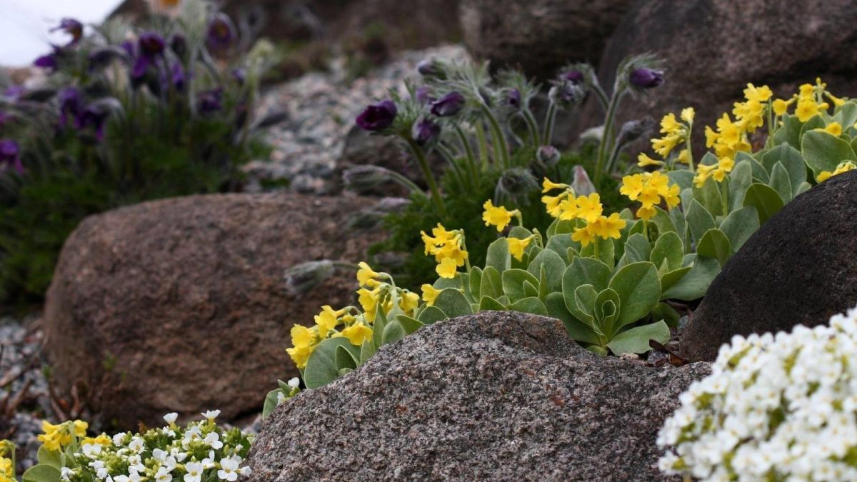 Ботанический сад Тартуского университета