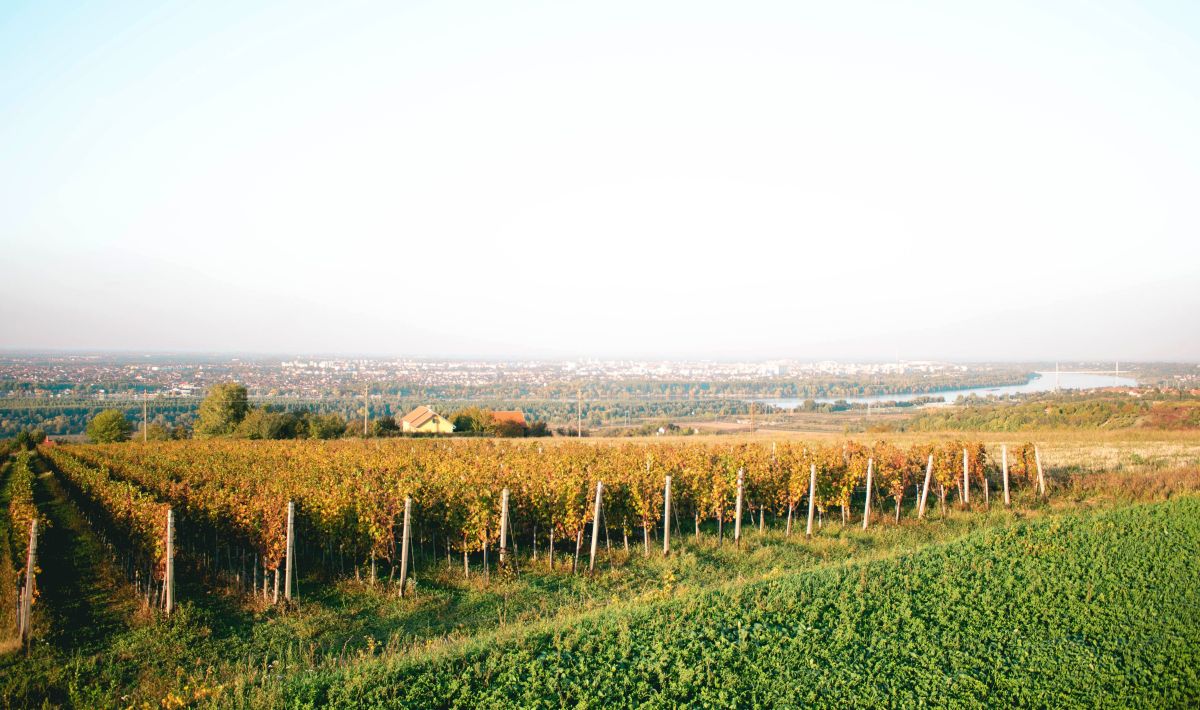 Винодельня «Думо»