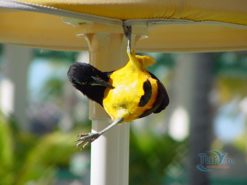 Птичий Заповедник (Bubali Bird Sanctuary)