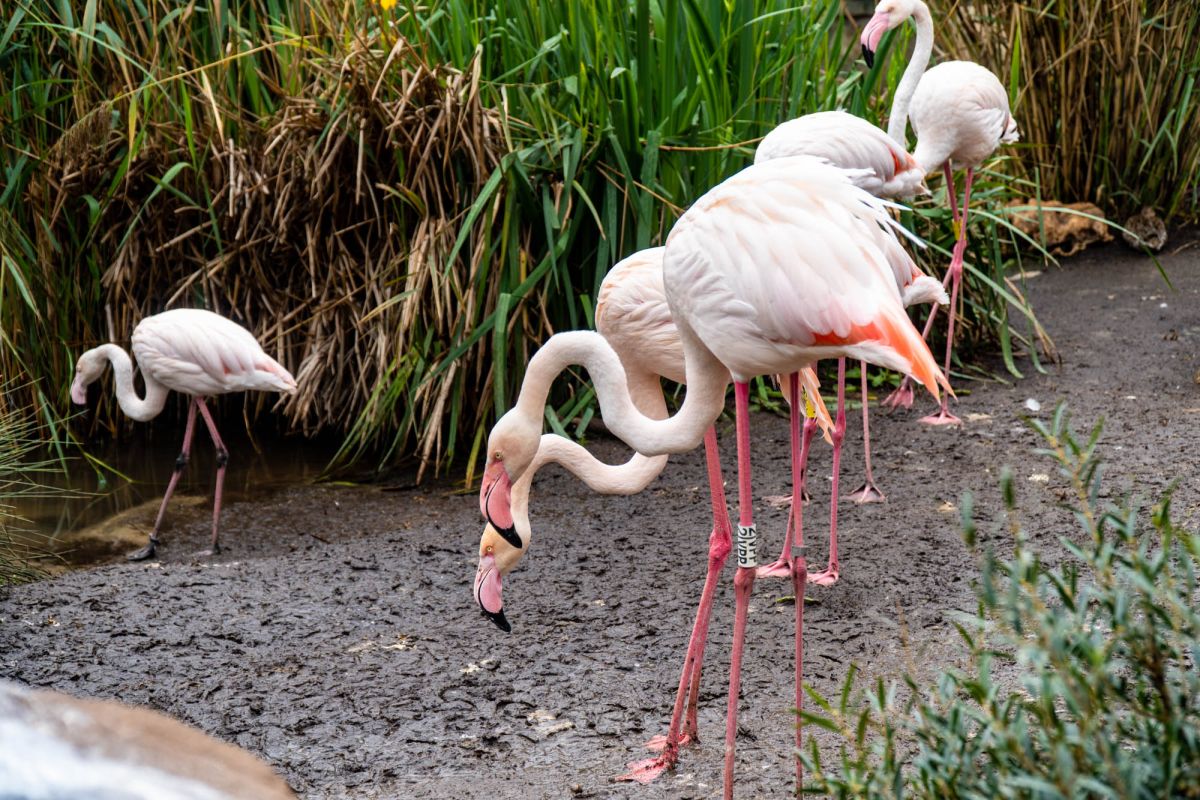 Океанографический парк Валенсии