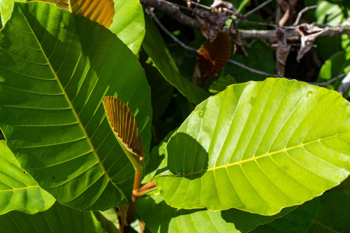 Салази Трейл