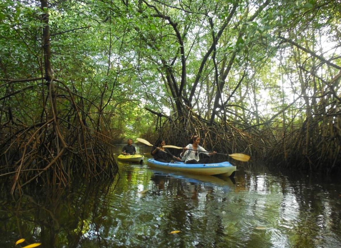 Болото Нарива (Nariva Swamp)