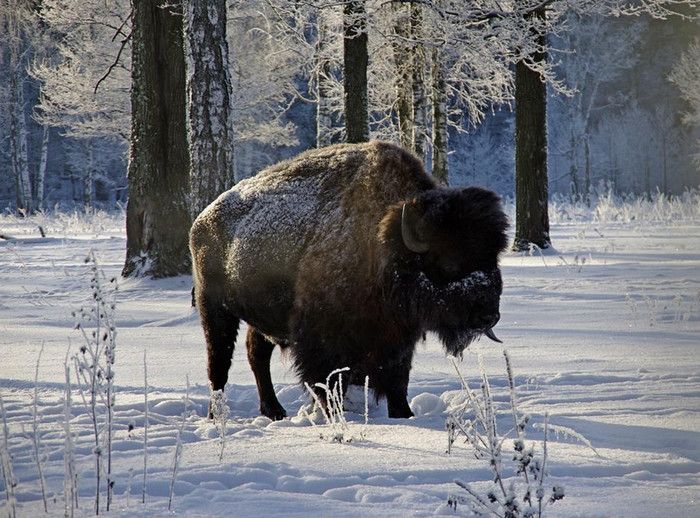 Приокско-Террасный Заповедник
