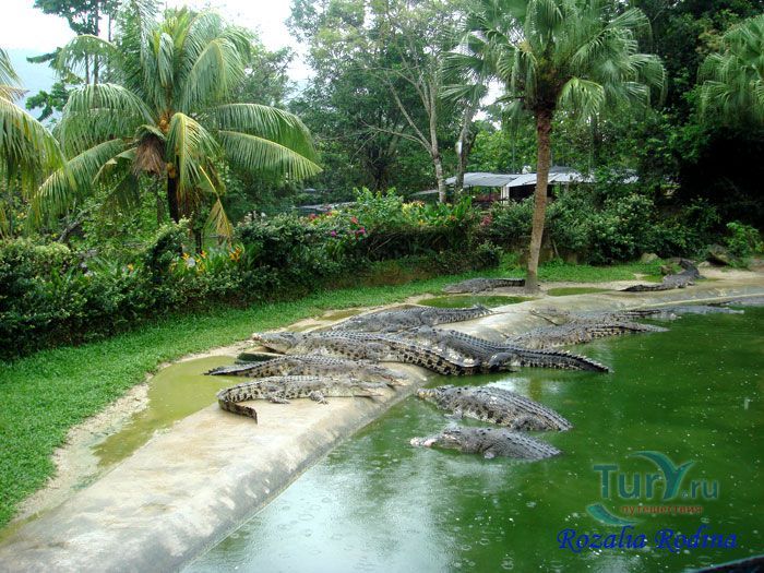 Крокодиловая ферма Лангкави