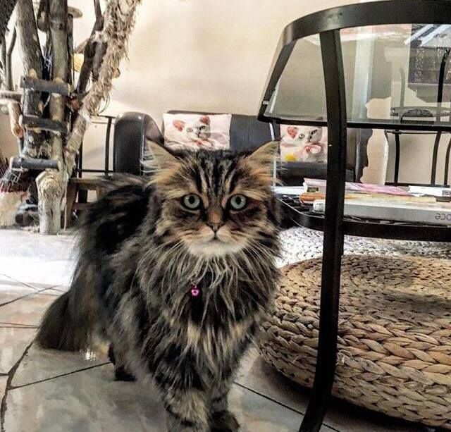 Кошачье кафе (Kočičí kavárna)