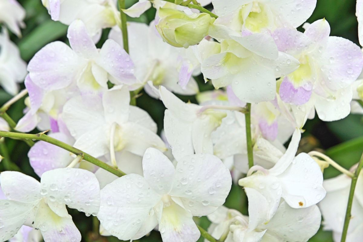 Сингапурский ботанический сад