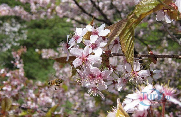 Национальный Парк Пукхансан
