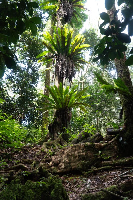 Салази Трейл