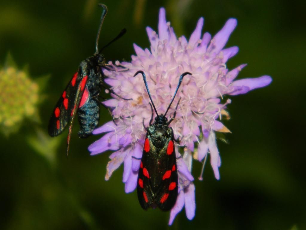 Сад душистых и целебных растений на хуторе Тамме