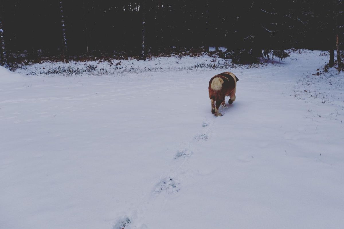 Зоопарк хутора Калласте