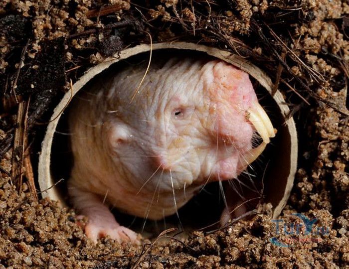 Сингапурский Зоопарк