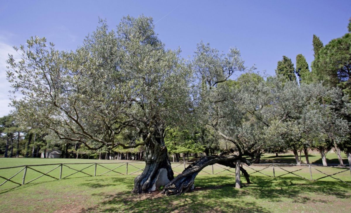 Старая олива