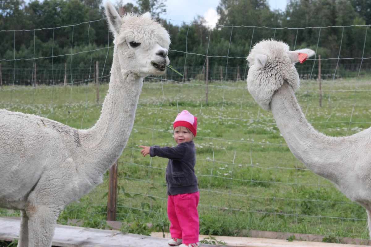 Ферма по выращиванию альпак Wile