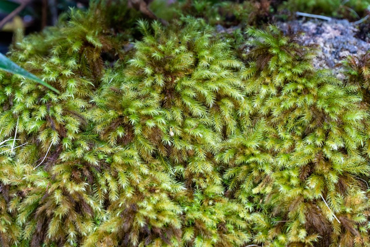 Морн Блан Трейл