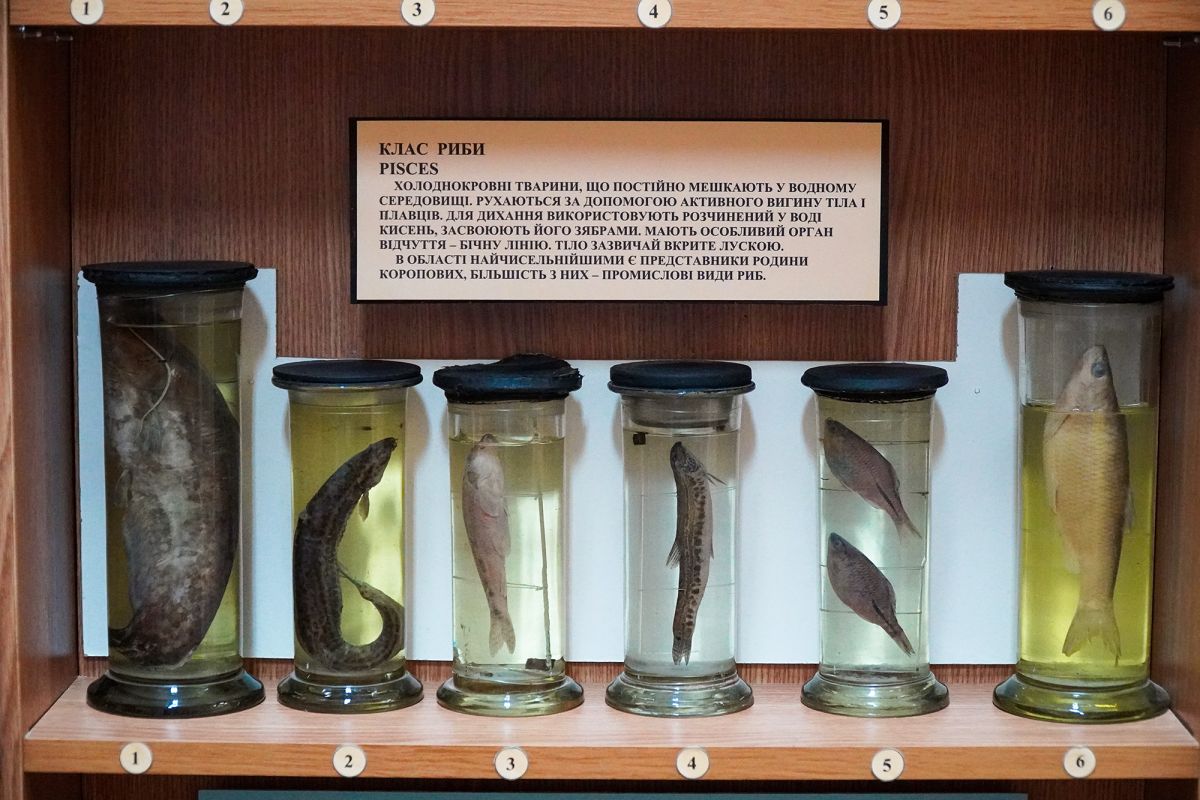 Житомирский музей природы