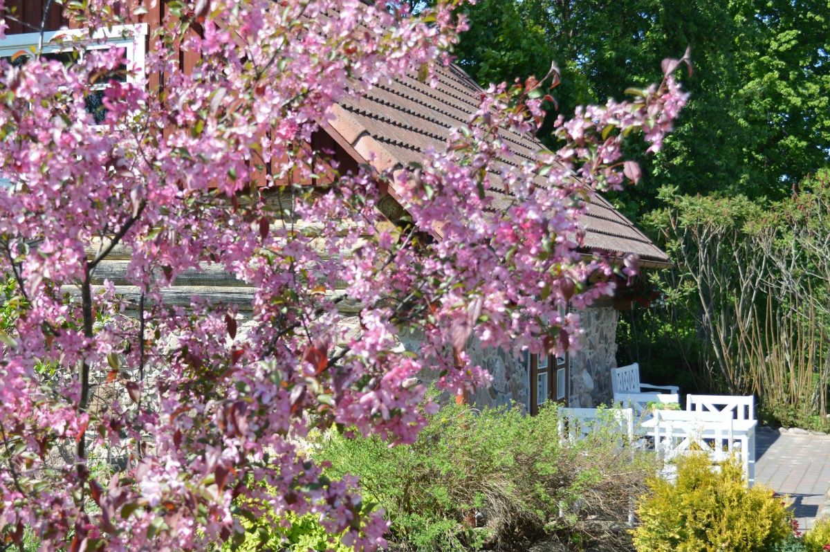 Сад на хуторе Микко