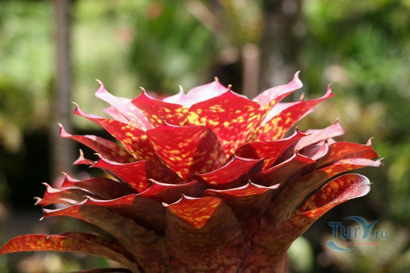 Ботанический сад Балата