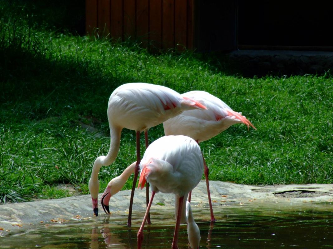 Краковский зоопарк