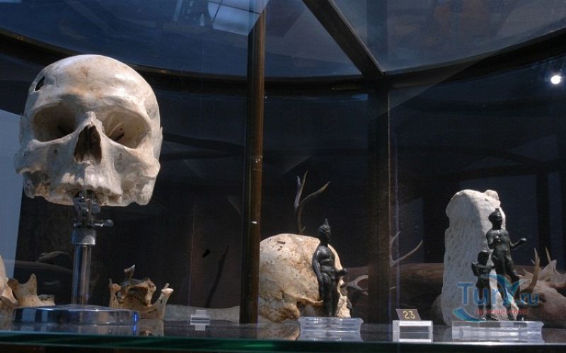 Музей доисторической антропологии