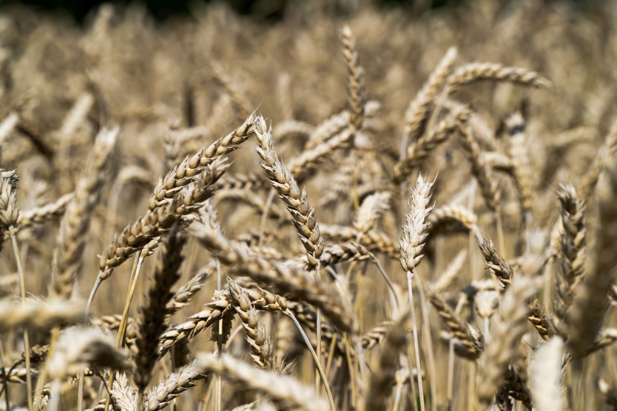 Церковь Поклонения на горе Шенштатт