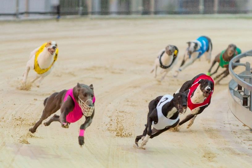 Greyhound Park Motol