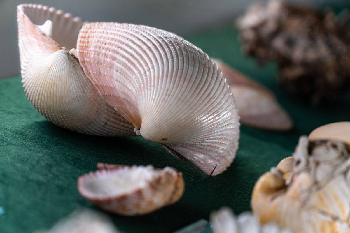 Музей естественной истории Вроцлавского университета