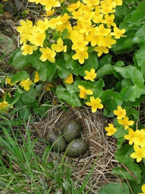 Национальный парк и природный центр Матсалу
