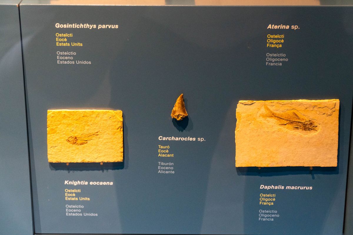 Музей естественных наук