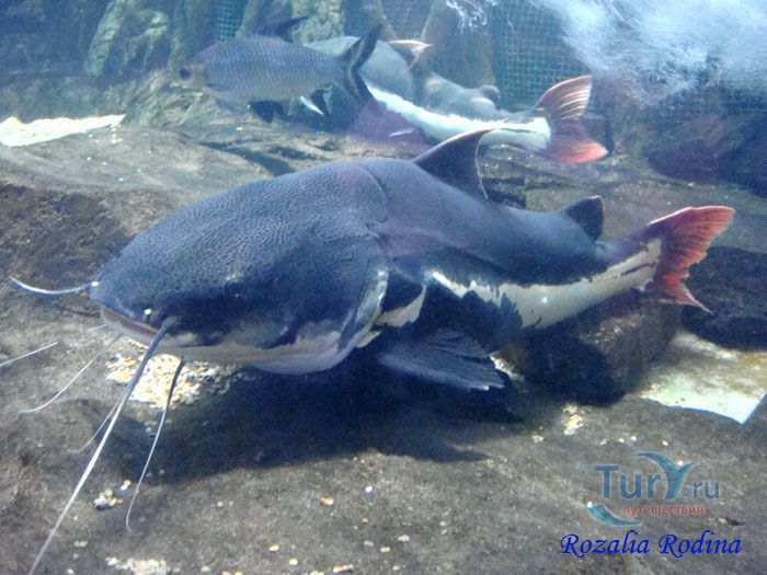 Подводный мир Лангкави