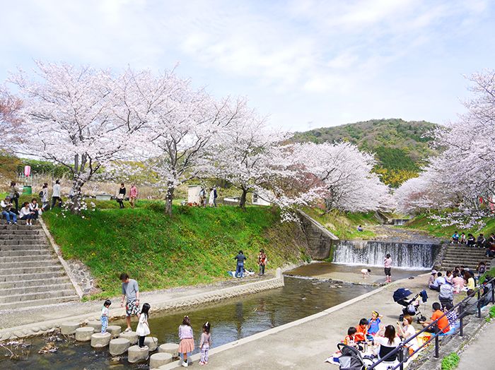 Цветение сакуры вдоль реки Тамагава