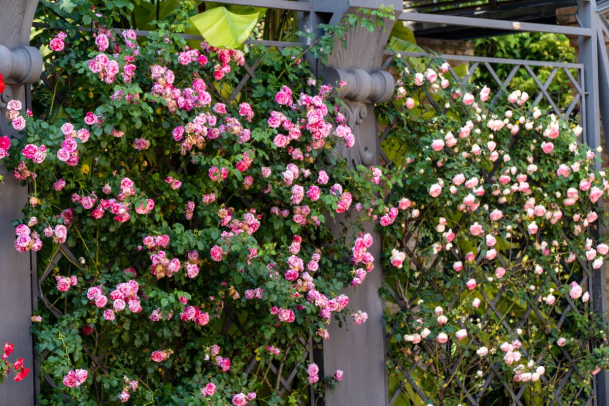 Ботанический сад Валенсии