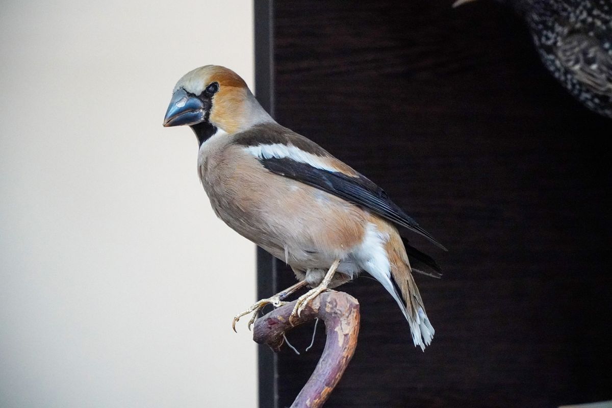 Житомирский музей природы