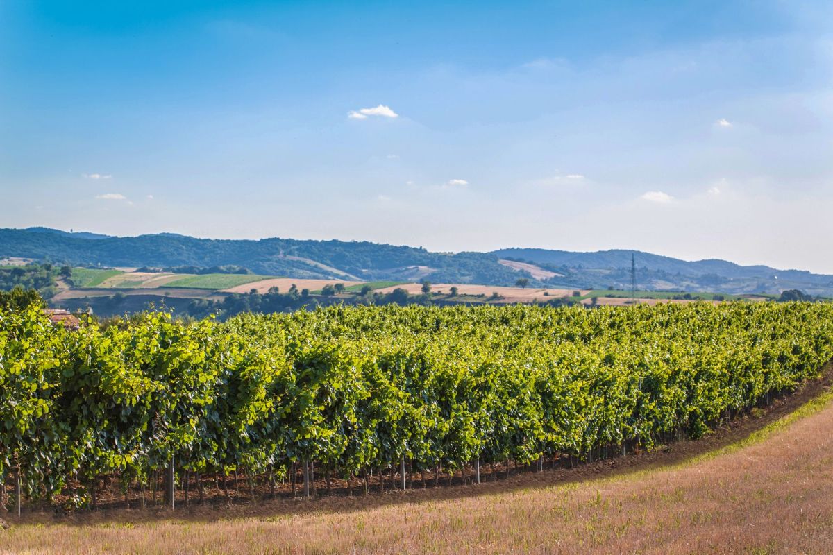 Винодельня «Винум»