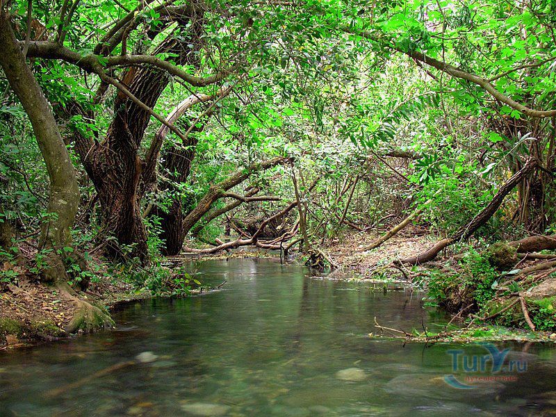 Заповедник Тель-Дан