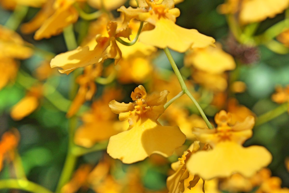 Национальный сад орхидей Сингапура