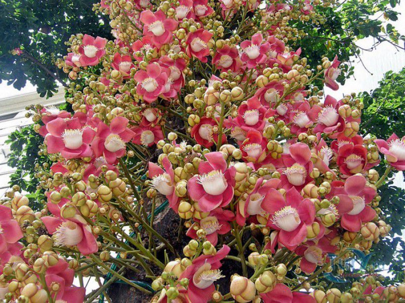 Национальный Ботанический Сад Сейшельских Островов