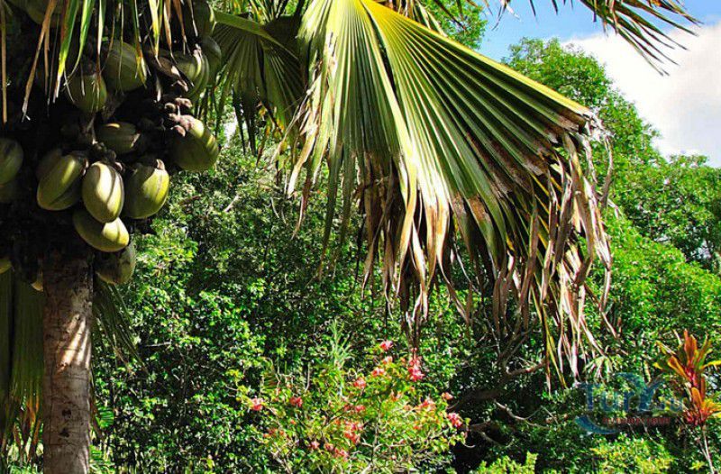 Национальный Ботанический Сад Сейшельских Островов