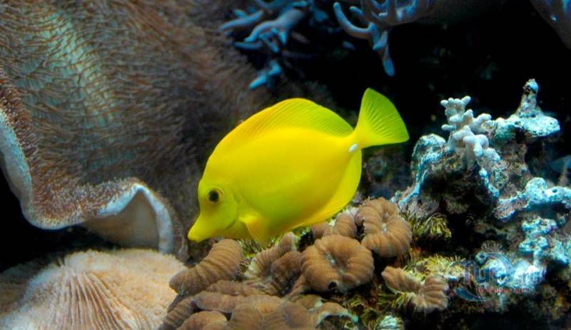 Подводный Мир Келли Тарлтон