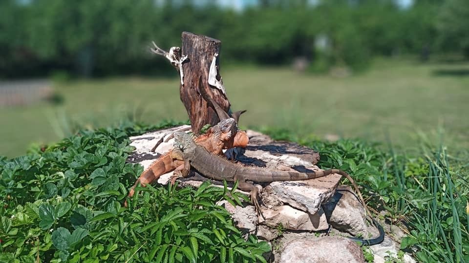 Мини-зоопарк Uhti