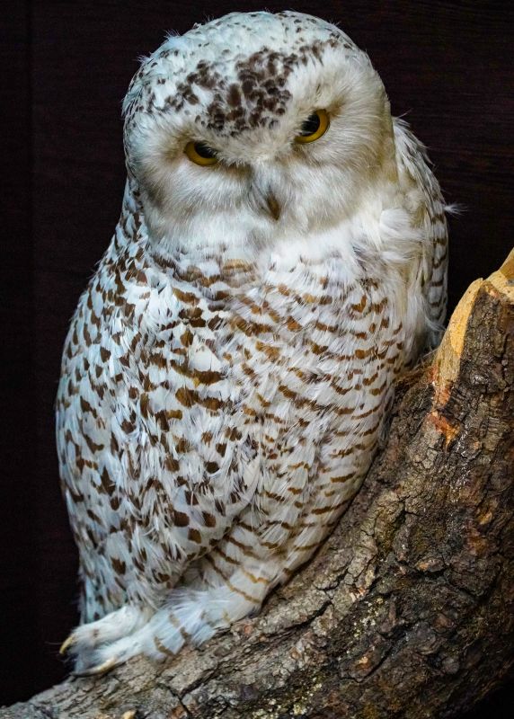 Житомирский музей природы