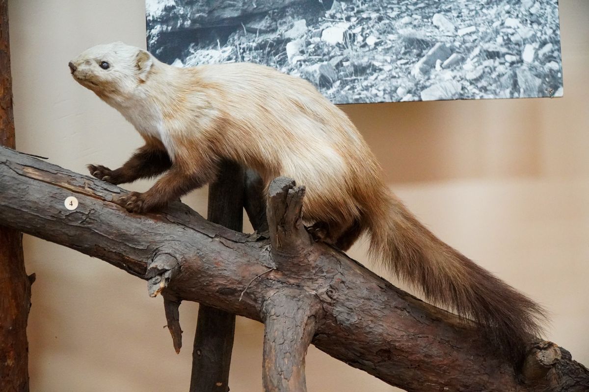 Житомирский музей природы