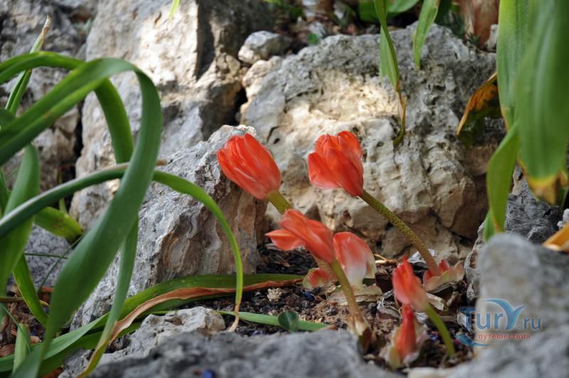 Экзотический сад Монако